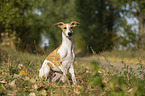 sitting Whippet