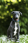 sitting Whippet