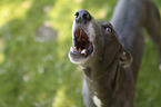 standing Whippet