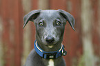 Whippet portrait