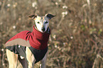 standing Whippet