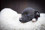 lying Whippet Puppy