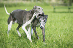 running Whippets