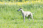 standing Whippet