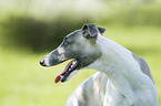 Whippet portrait