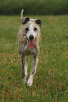 running Whippet