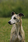 Whippet portrait