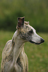 Whippet portrait