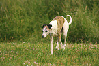 running Whippet