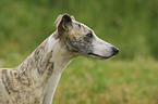 Whippet portrait