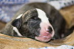 lying Whippet Puppy