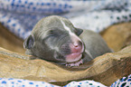 lying Whippet Puppy