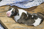 lying Whippet Puppy