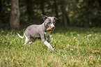 running Whippet Puppy