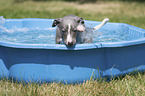 Whippet Puppy in the pool