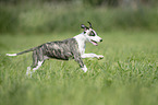 running Whippet Puppy