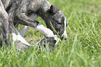 playing Whippet Puppies