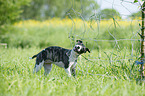 standing Whippet Puppy