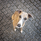 sitting Whippet