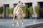 standing Whippet