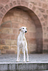 standing Whippet