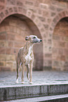 standing Whippet