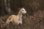 Whippet in the heath