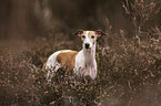 Whippet in the heath