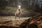 jumping Whippet