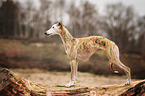 Whippet