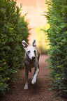 running Whippet