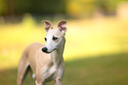 Whippet Portrait