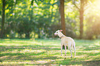 standing Whippet