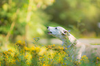 Whippet Portrait