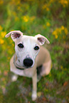 sitting Whippet