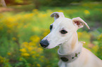 Whippet Portrait