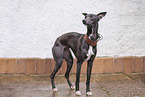 Whippet