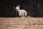 Whippet