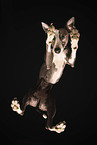 Whippet from below