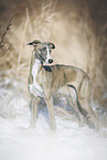 Whippet in snow