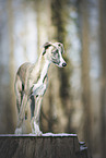 Whippet in snow