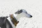 Whippet Portrait