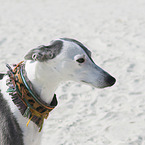 Whippet Portrait