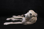Whippet in the studio