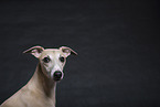 Whippet in the studio