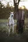 one year old Whippet