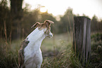 one year old Whippet