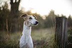 one year old Whippet