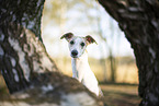 one year old Whippet