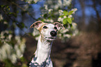 one year old Whippet